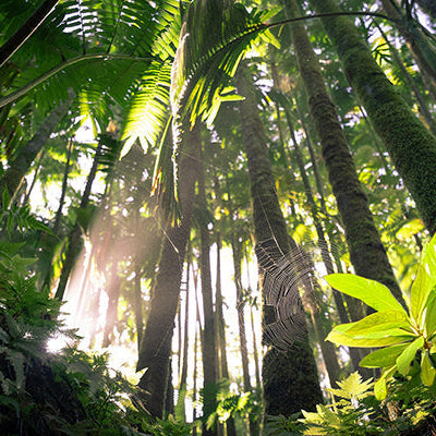 Urwald aus Wurmperspektive mit Koa Setzling