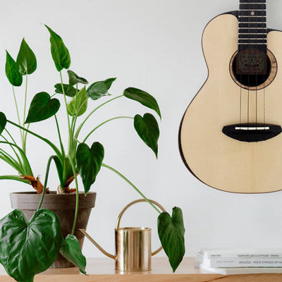 Ukulele an der Wand hinter einer grünblättrigen Zimmerpflanze