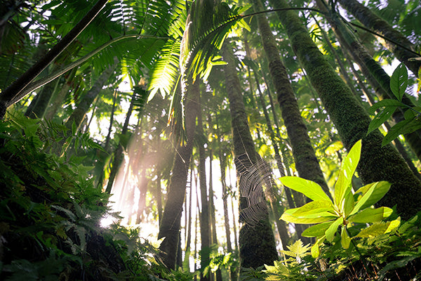 Ein Urwald auf Hawaii mit Koa Setzling